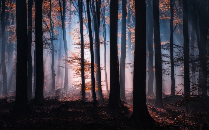 Sunlight filtering through trees in a misty forest during fall