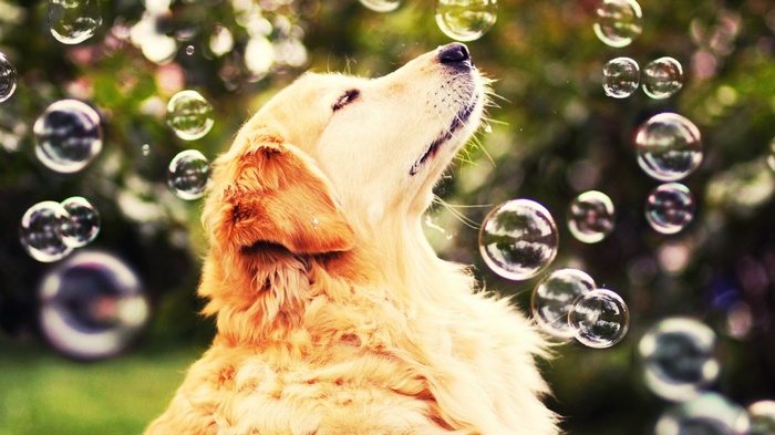 Golden Retriever Dog Surrounded by Bubbles