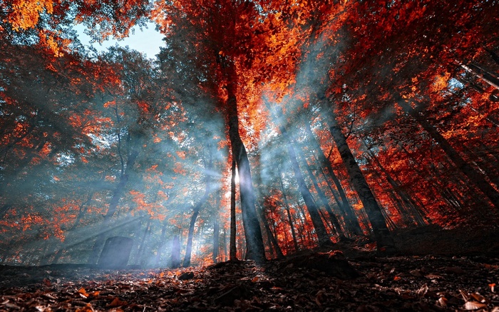 Sun rays filtering through red autumn trees in a forest in Turkey