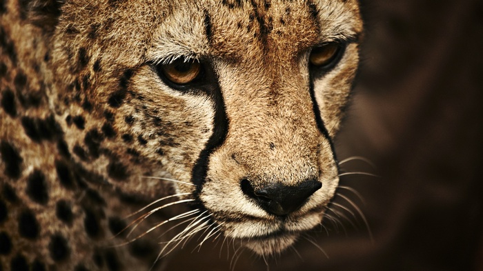 Close-up of a cheetah's face