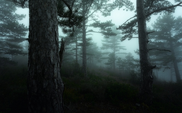 Misty pine forest with dark trees and shrubs