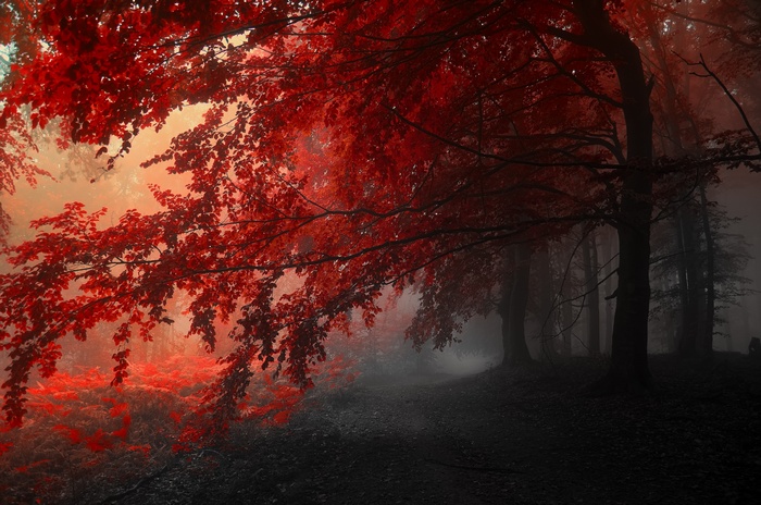 Red leaves in a misty forest