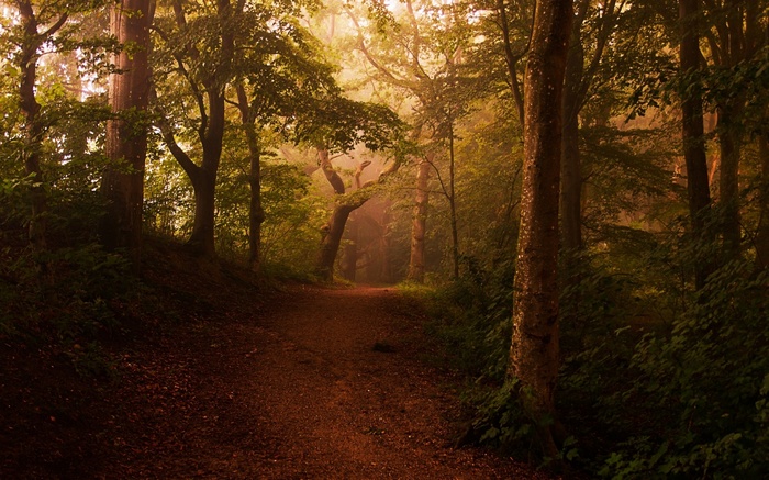 A dirt path winds through a misty forest with sunlight filtering through trees.