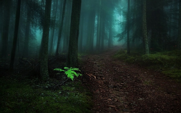 Misty forest path with a bright green fern
