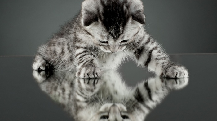 Kitten looking at its reflection