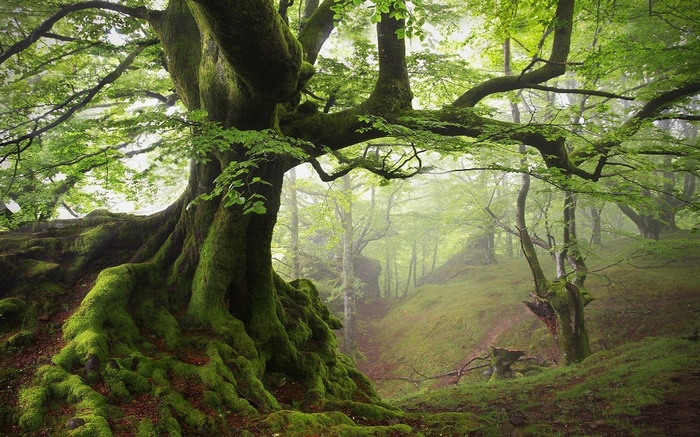 Misty forest with moss-covered ancient tree and roots
