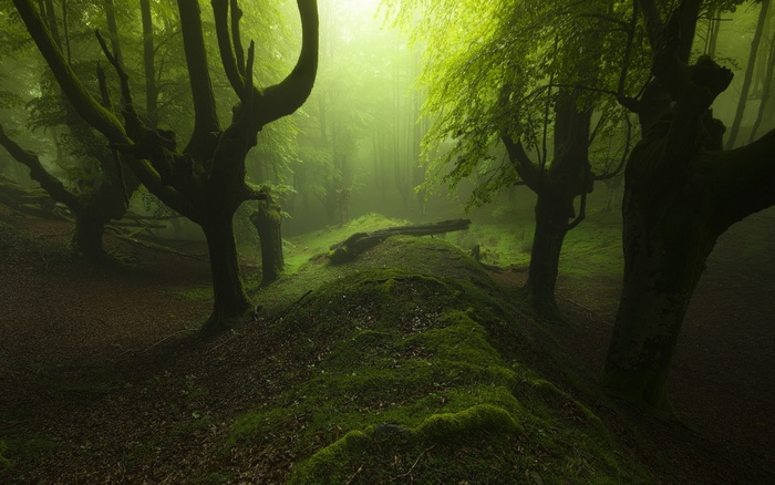 Misty forest with moss-covered trees and a fallen log