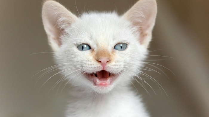 Close-up of a white kitten with blue eyes and open mouth