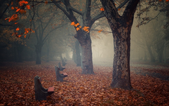 Park benches in a misty autumn forest with fallen leaves