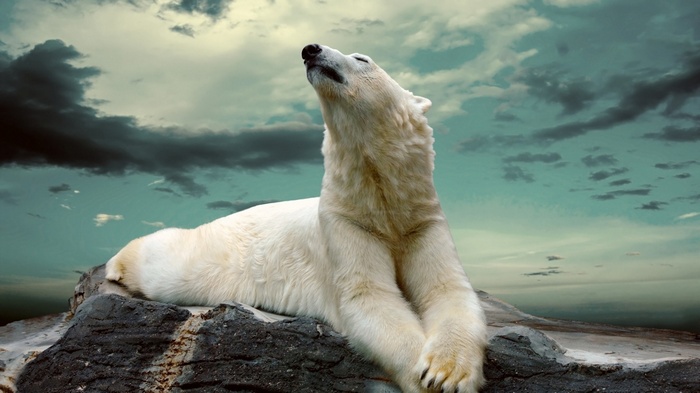 Polar bear lying on a rock under a cloudy sky