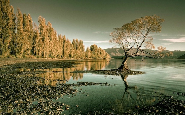 Lone tree in a lake with mountains and trees in the background