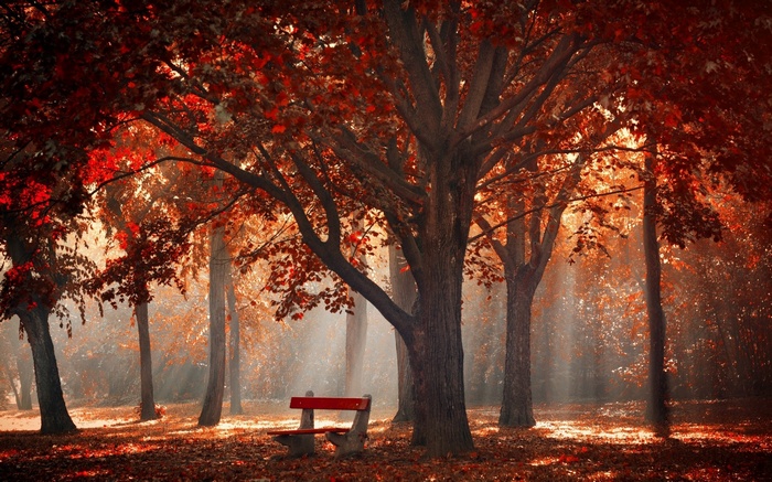 Autumn park with red leaves and sun rays