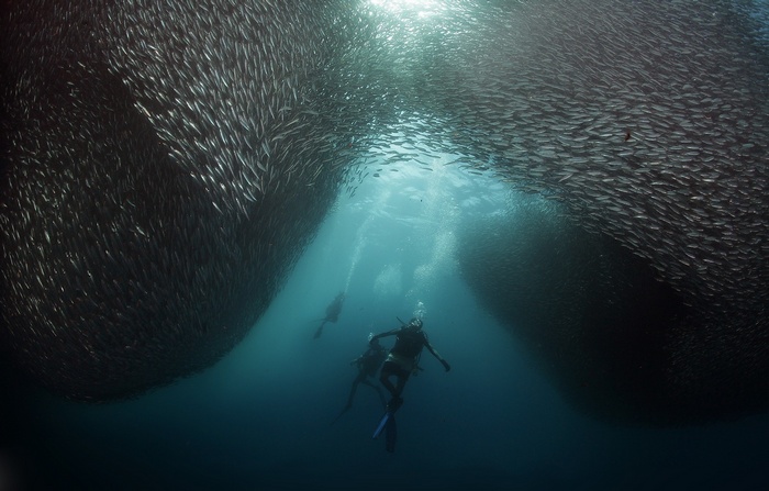 Divers swim through a massive shoal of fish underwater
