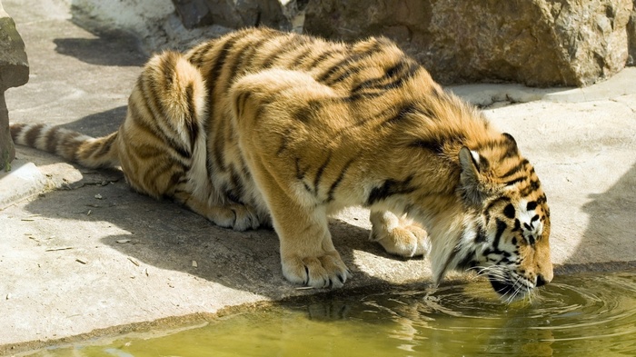 Tiger drinking water in a zoo enclosure