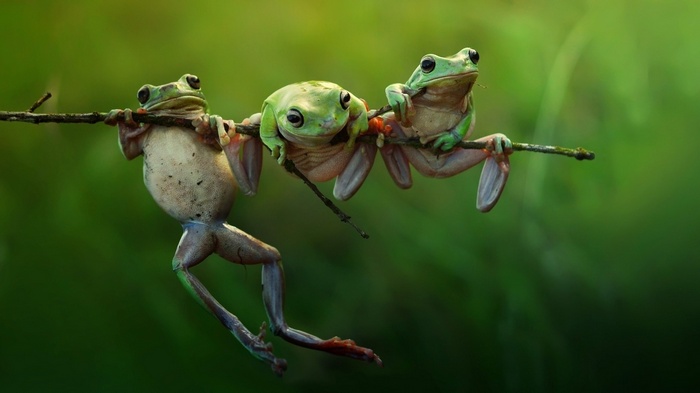 Three green frogs hanging on a branch
