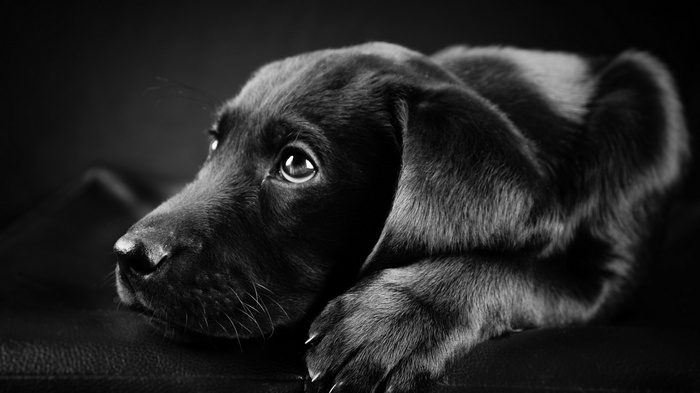 Black Labrador Retriever puppy lying down