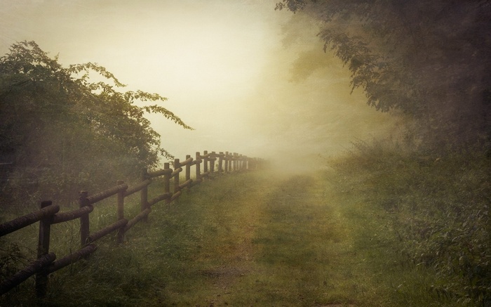 Misty forest path with wooden fence in Germany