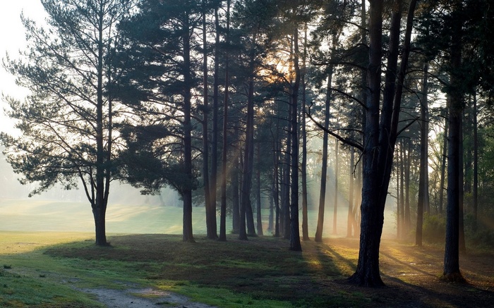 Sun rays filtering through trees in a misty forest landscape