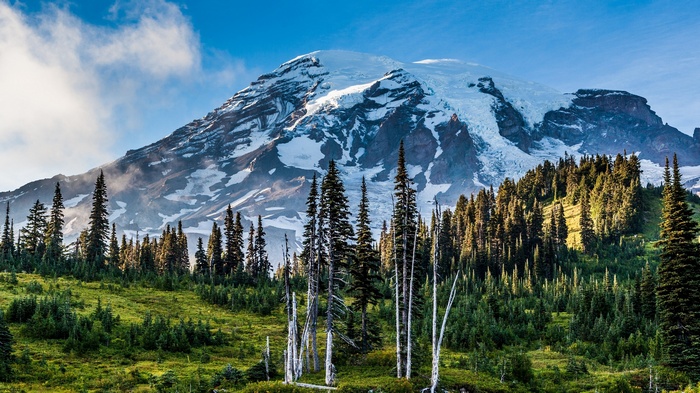 Mount Rainier with pine trees and grassy slopes