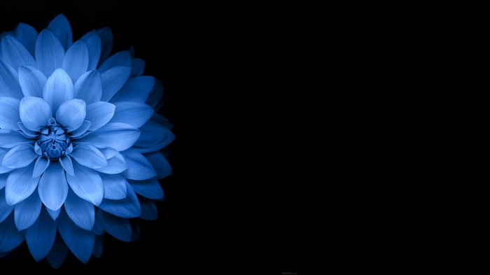 dark, flowers, blue, black