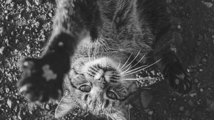 Black and white close-up of a tabby cat lying on its back