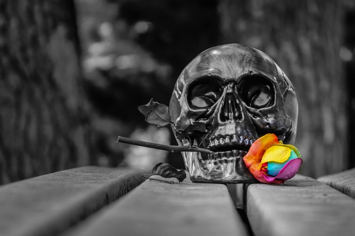 Skull with a rainbow rose on a wooden bench