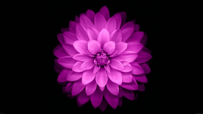 Close-up of a vibrant purple dahlia flower against a black background