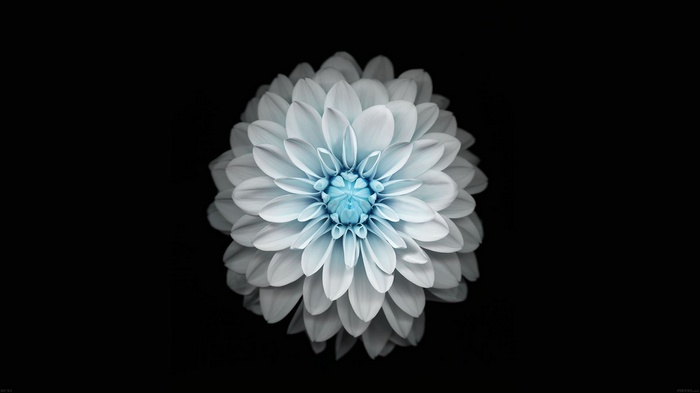 Close-up of a white dahlia flower with blue center