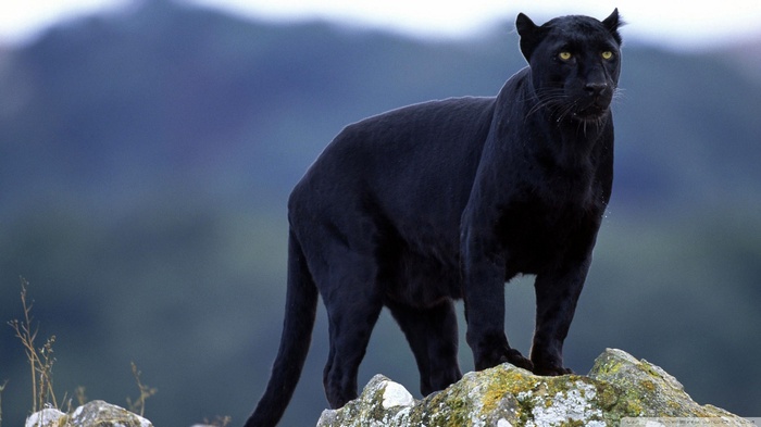 animals, panthers, big cats, nature, Black Panther
