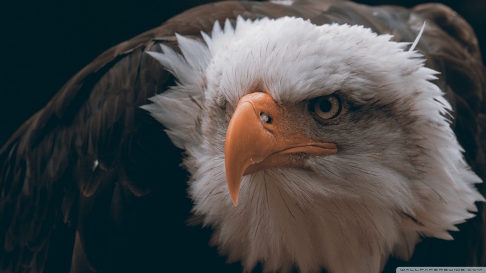 Bald Eagle close-up portrait with dark background