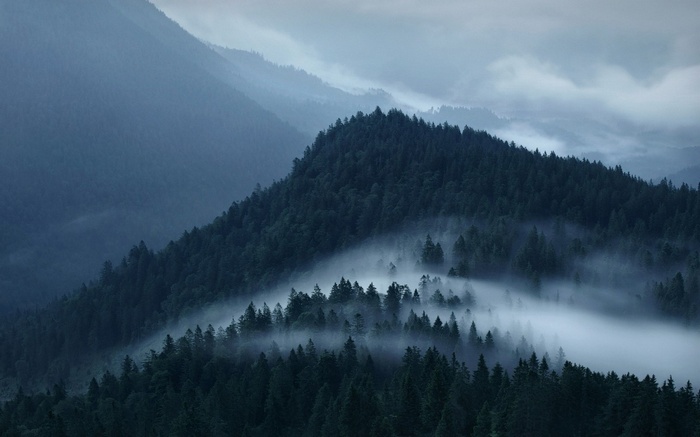 Misty forest covering mountains in the Alps