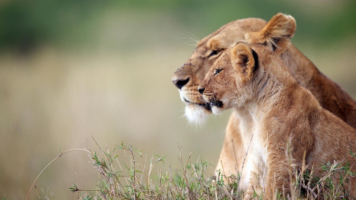 Lioness and cub in tall grass