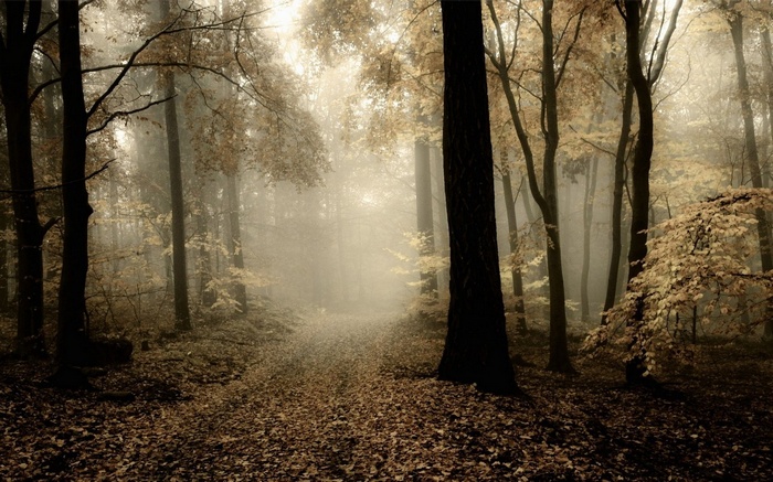 Misty forest path in autumn with fallen leaves