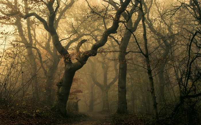 Misty forest path with bare trees in fall