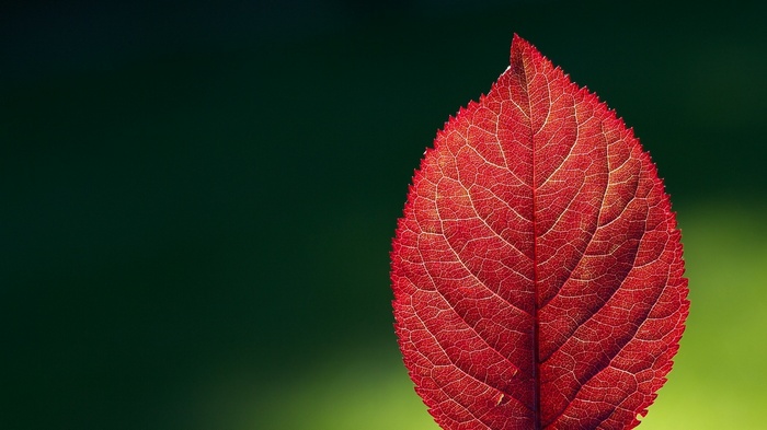 Close-up of a red leaf with intricate veins