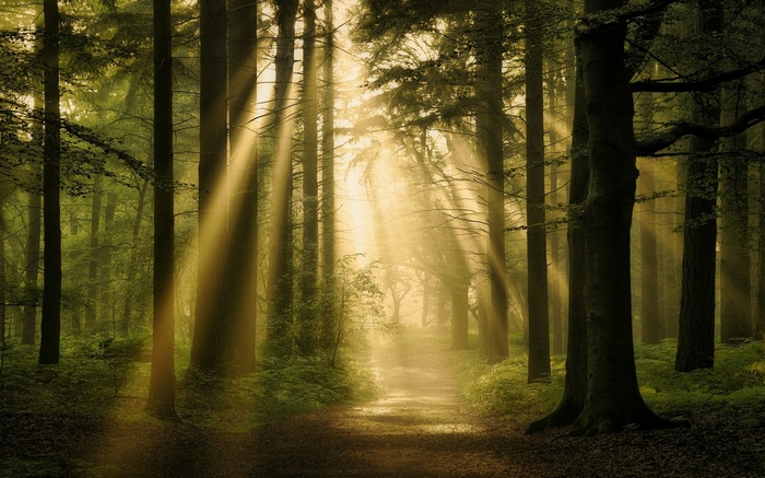 Sun rays filtering through a misty forest with a path