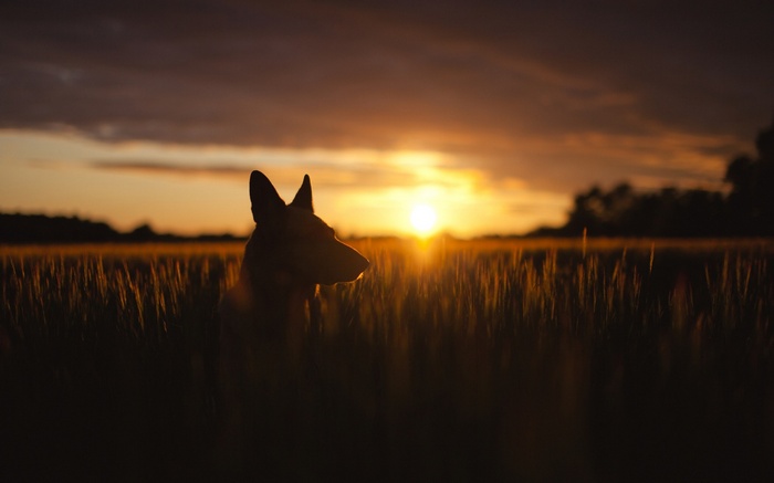 Dog silhouette in a wheat field at sunset