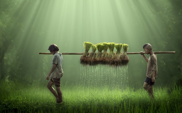 farm, farmers, water drops, rice, children, water, nature, field