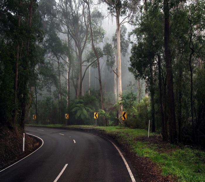 Curving road through a foggy forest with tall trees