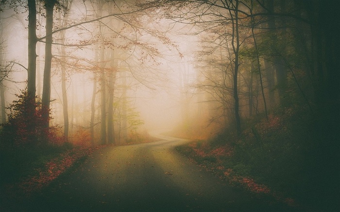 Foggy forest road in autumn with fallen leaves