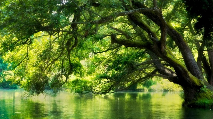 Green trees over a calm river in Macedonia