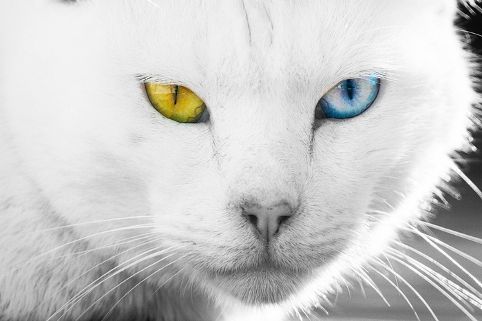 Close-up of a white cat with heterochromia