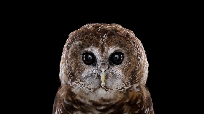 Close-up portrait of a barred owl against a black background
