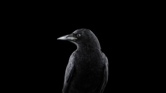 Raven bird on a black background