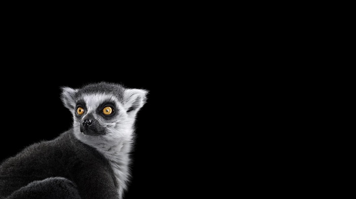 Ring-tailed Lemur with Bright Yellow Eyes on Black Background