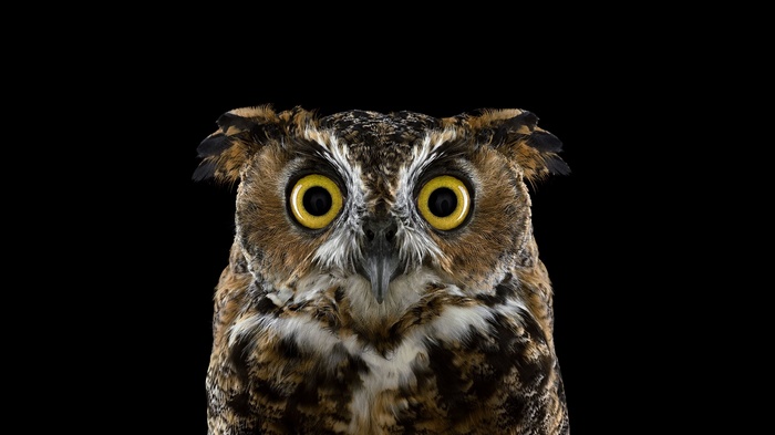 Close-up of a Great Horned Owl with yellow eyes