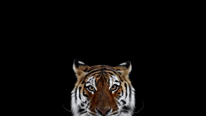 Tiger face with black background