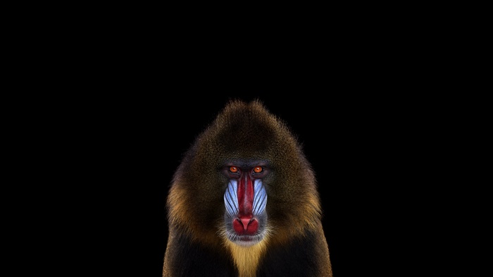 Mandrill portrait with black background