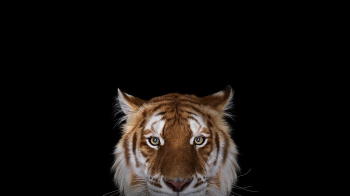 Close-up of a tiger's face on a black background
