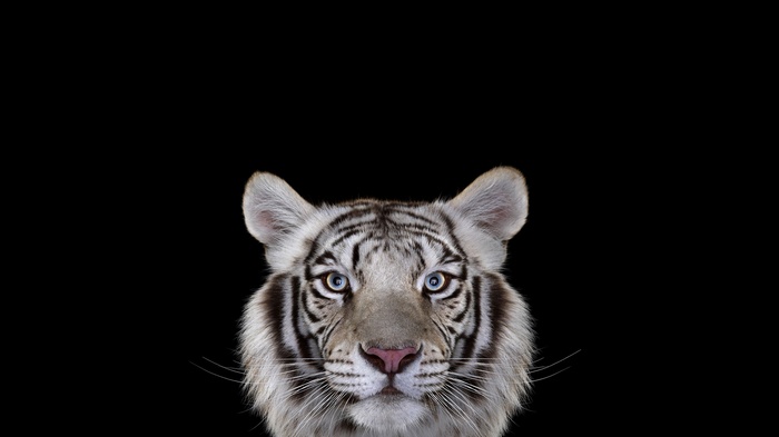 Close-up of a white tiger's face